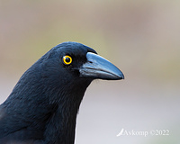 currawong 7814