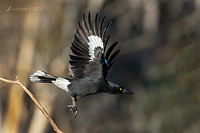 currawong 9829