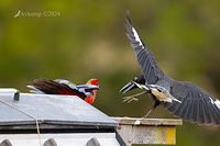 currawong and rosella fight 12053-2