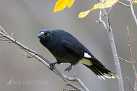 currawong7205