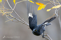 currawong7208