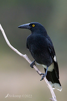 currawong7210