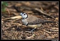 double bar finch 1035