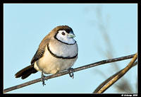 double barred finch 1856