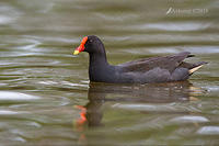 dusky moorhen 0329