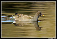 dusky moorhen 0453