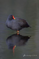 dusky moorhen 16646