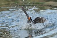 dusky moorhen 4923