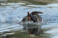 dusky moorhen 4926