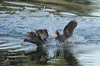 dusky moorhen 4928