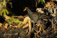 dusky moorhen 5473