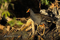 dusky moorhen 5474