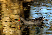 dusky moorhen 5478