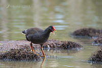 dusky moorhen 5541