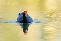 dusky moorhen 6049