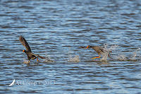 dusky moorhen 9364