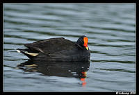 dusky moorhen3136