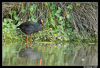 dusky moorhen3719