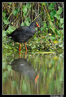 dusky moorhen3721