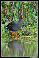 dusky moorhen3722