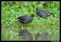 dusky moorhen3723