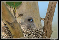 dusky woodswallow 6532