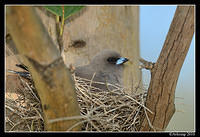 dusky woodswallow 6533