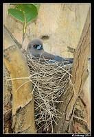 dusky woodswallow 6539