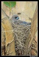 dusky woodswallow 6540