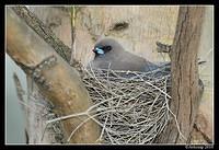 dusky woodswallow 6547