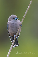 dusky woodswallow 13376
