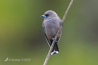 dusky woodswallow 13377