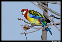 eastern rosella