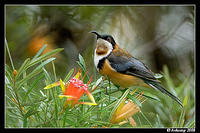 eastern spinebill 0899 copy