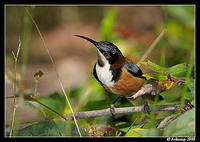 eastern spinebill 2475