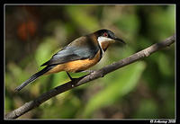 eastern spinebill 2482