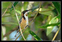 eastern spinebill 2585