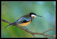 eastern spinebill 4376