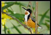 eastern spinebill 6351