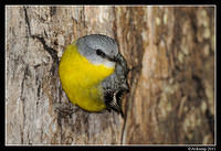 eastern yellow robin 0288