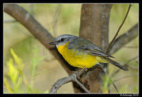 eastern yellow robin 5896