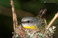 eastern yellow robin 17460