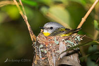 eastern yellow robin 17503