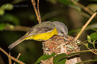 eastern yellow robin 17587