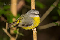 eastern yellow robin 17591