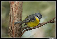 eastern yellow robin 2052