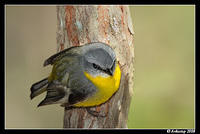 eastern yellow robin 2066