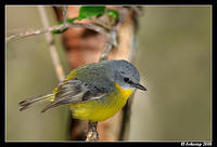 eastern yellow robin 2070