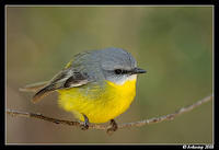 eastern yellow robin 2073