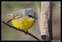 eastern yellow robin 2075